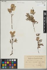 Foto von Salix lapponum L. x Salix repens L.